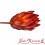 Protea SMOCZY KWIAT naturalny suszony 40 cm