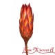 Protea SMOCZY KWIAT naturalny suszony 40 cm