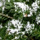 Pyłek śniegowy - sztuczny śnieg 48g