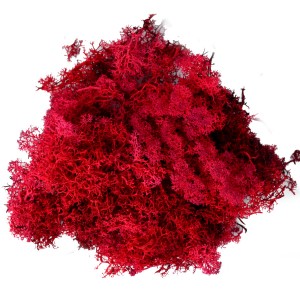 Chrobotek reniferowy 50g mech ozdobny zielony  woreczek