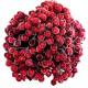Dzika róża oszroniona SZAMAPAŃSKA podwójna gałązka 40 owoców