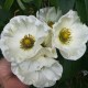 Anemon bukiet z pianki kwiat łodyga 5 sztuk ECRU