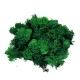 Chrobotek reniferowy 50g mech ozdobny ciemno zielony  woreczek