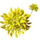 Gałązka ozdobna mini papryczki żółte 