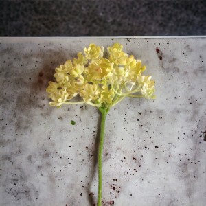 Gałązka drobne kwiatuszki cytryna 29cm