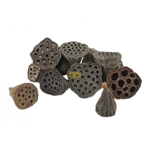 Kwiat lotosu - susz ozdobny 12szt. 4-6cm