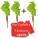 Jaśmin suszony, SUSZ OZDOBNY ZIELONY wiązka 28cm / 2+1 gratis