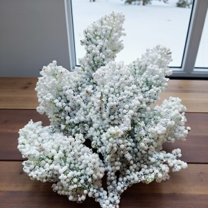 Zimowa ośnieżona gałązka igliwia - ECE1648