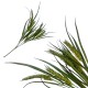 Pszenica - gałązka ozdobna 36cm- zielona