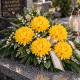 Chryzantema strzępiasta DUŻA kremowa - główka kwiatowa 14cm/6szt