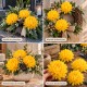 Chryzantema strzępiasta DUŻA kremowa - główka kwiatowa 14cm/6szt